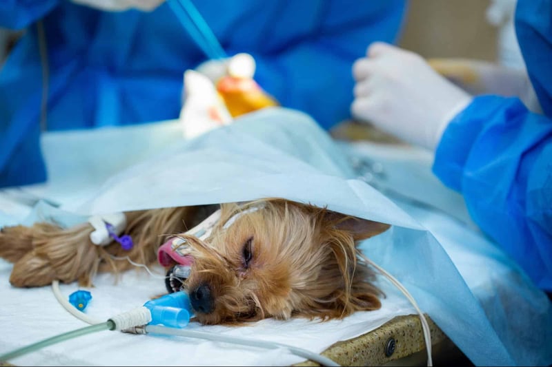 Dog receiving critical care during surgery, veterinarian performing emergency procedure.