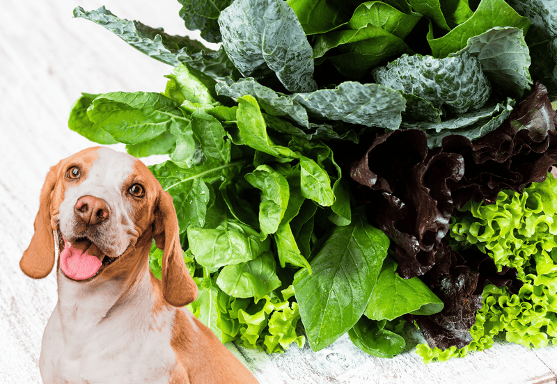 Dog eating healthy greens for optimal pet diet and wellness.