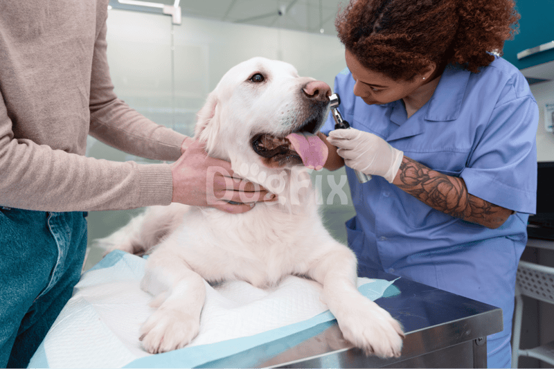 Healthy dog being checked by veterinarian at veterinary clinic.
