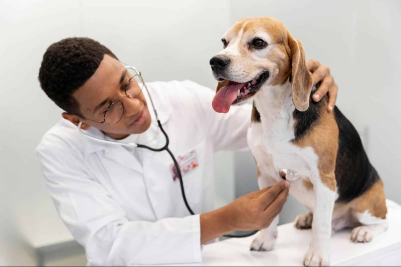 Dog health checkup at a veterinary clinic with a veterinarian and a Beagle dog.