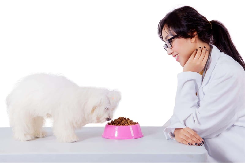 Pets and vet checkup, pet health, vet consultation.