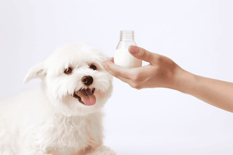 dog's itchy skin