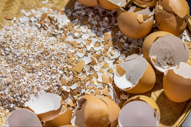 A close-up of broken eggshells and powder, highlighting natural eggshells for pet nutrition.