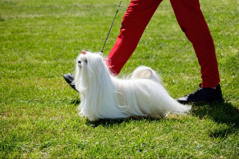 Groomed Maltese dog at a dog show, showcasing grooming skills and style.
