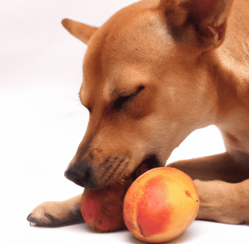 essential vitamins, fiber, antioxidants, and minerals