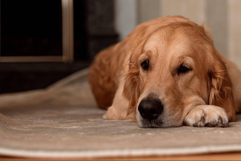 Golden retriever resting on a warm carpet, peaceful and calm, perfect for pet lounging and comfort.
