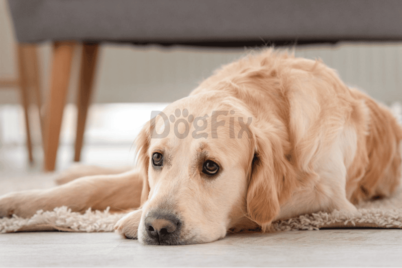 Comfortable golden retriever lying on a rug inside home.