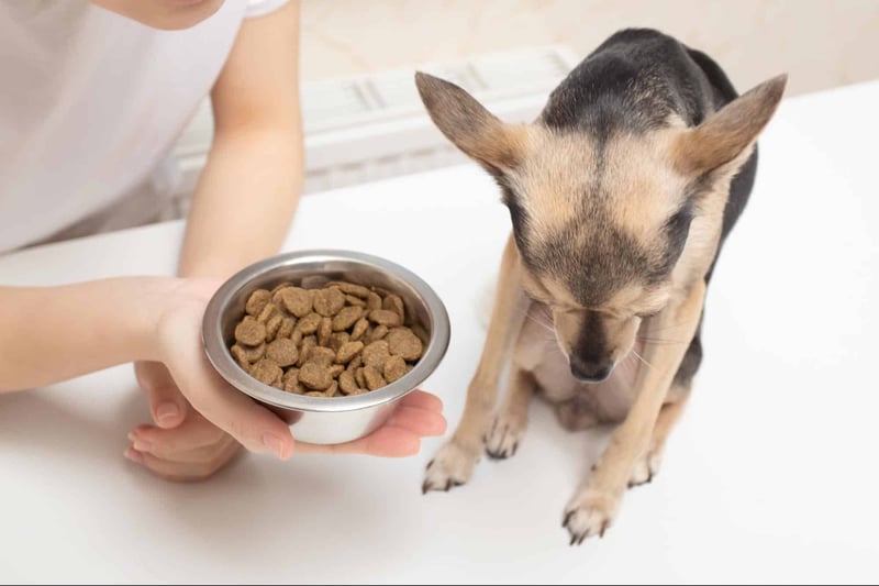 High-quality dry dog food being offered to a small dog by a person.