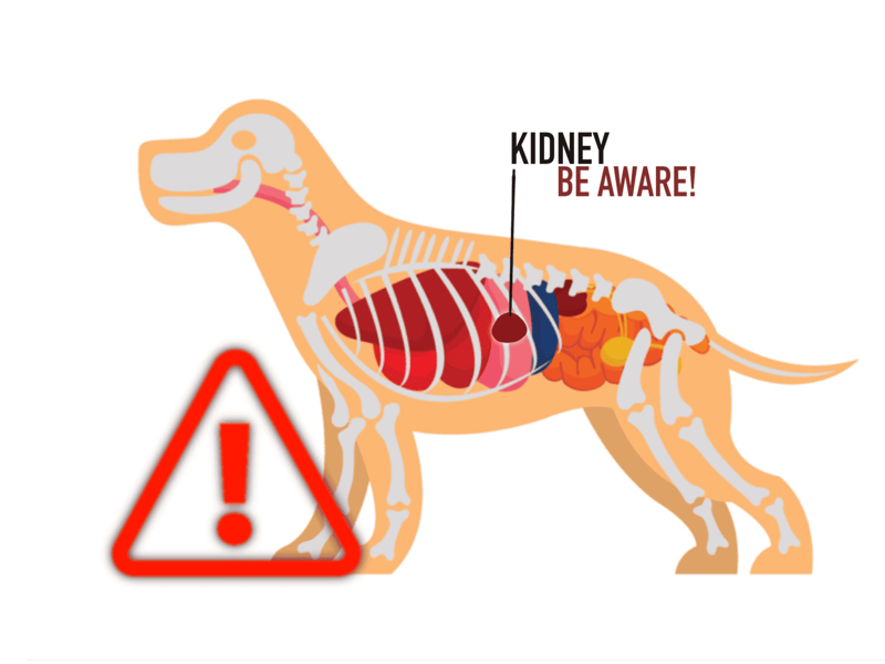 Dog kidney health awareness graphic for early detection and prevention.