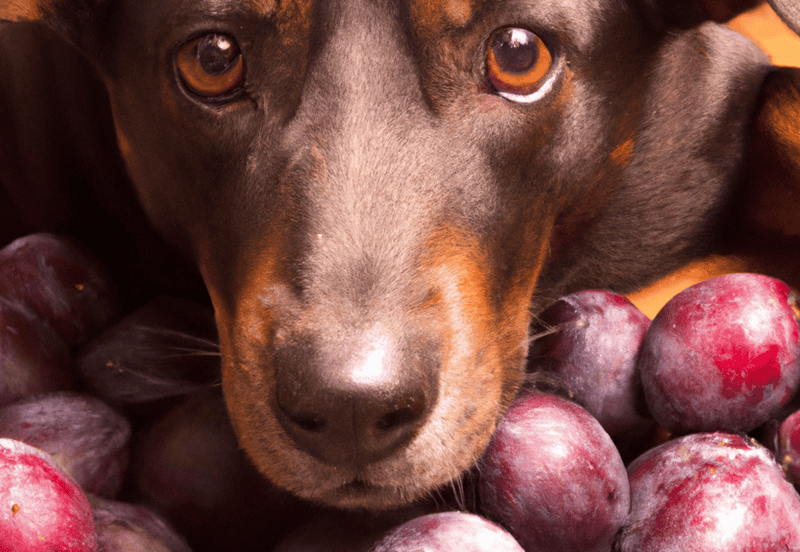 Close-up of a brown dog among fresh grapes, highlighting health and nutrition.
