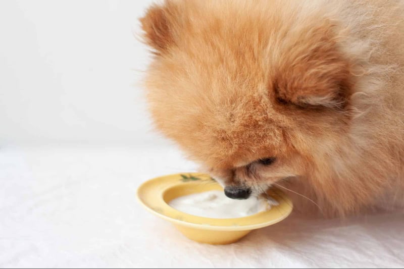 Pomeranian dog eating from a bowl, highlighting pet nutrition and feeding tips.