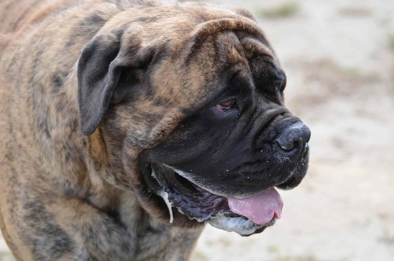 Close-up of a loyal brindle Mastiff dog with droopy ears and expressive eyes, showcasing a calm and gentle personality.