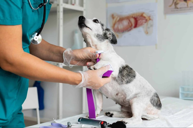 Vet examining a dog for health check-up in a clinic.