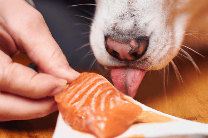nutrient balance in your pooch's diet