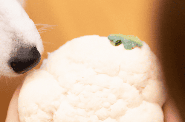 Close-up of a dog sniffing a cauliflower with a tiny frog on top.