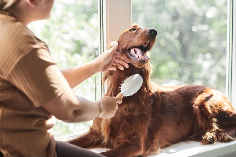 Groomer brushing Irish Setter dog’s coat.
