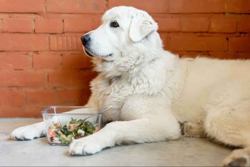 Loyal white dog relaxing with a salad bowl, showcasing pet food and nutrition.