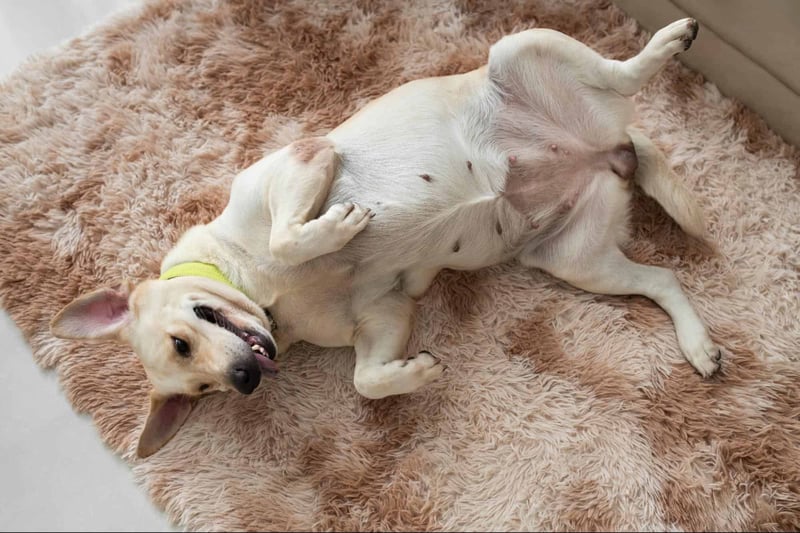 Adorable puppy lying on its back, playing on a cozy pink fluffy rug, showing a playful expression.