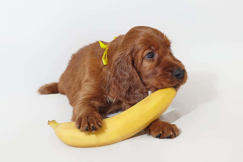 Dog puppy with yellow bow playing with banana, showcasing pet grooming and dog accessories at Dogfix.com.