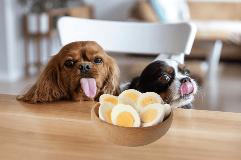 Adorable dogs enjoying a bowl of sliced boiled eggs at home.