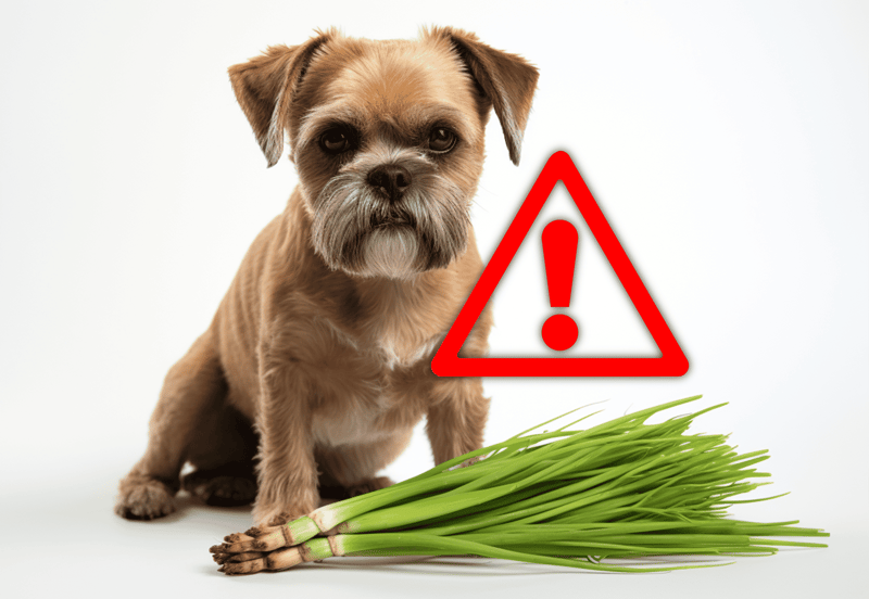 Dog warning alert for toxic foods like onions for pets.