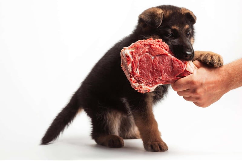 Dog with raw beef steak in mouth.