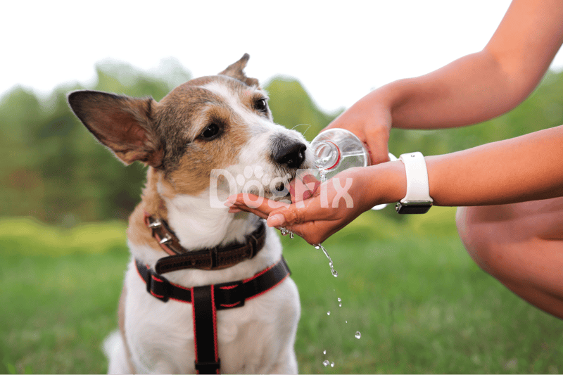 Dog drinking water outdoors.