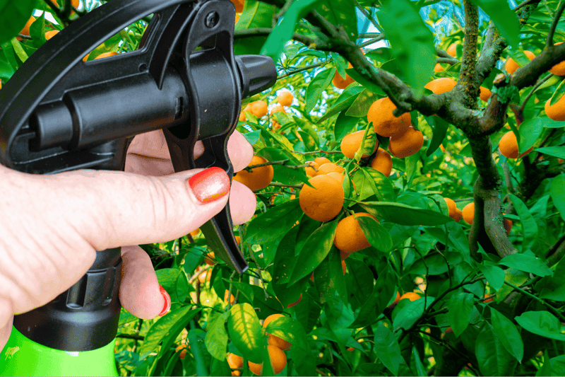 Hand holding a spray nozzle on a fruit tree with ripe oranges for pest prevention.