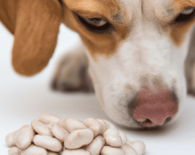 Close-up of a hungry dog with treats on a white background.