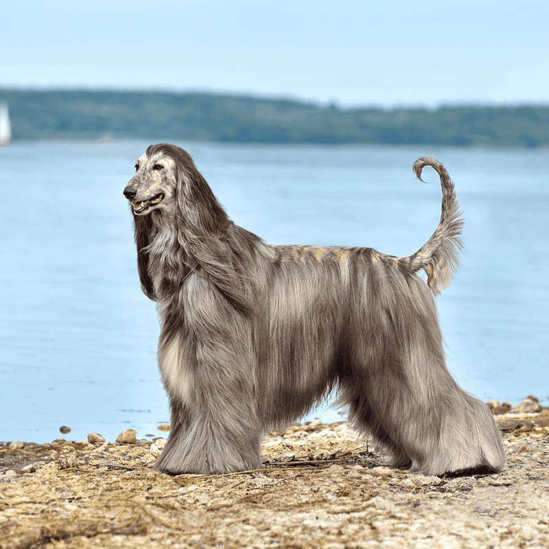 Afghan Hound photo 1
