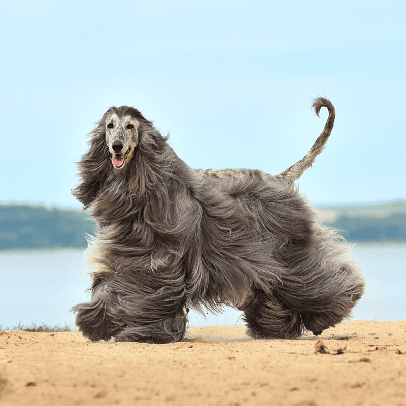 Afghan Hound photo 2