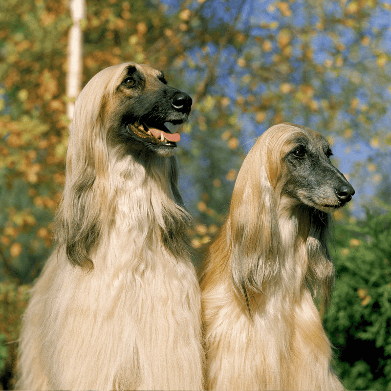 Afghan Hound Male Vs. Female