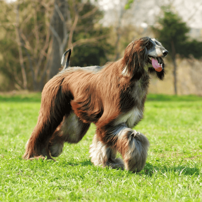 Afghan Hound Training