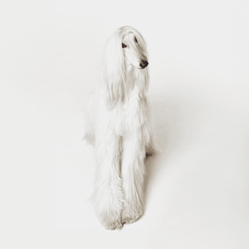 An Afghan Hound dog with long, flowing hair sitting on a plain white backdrop, showcasing breed-specific grooming and elegance.
