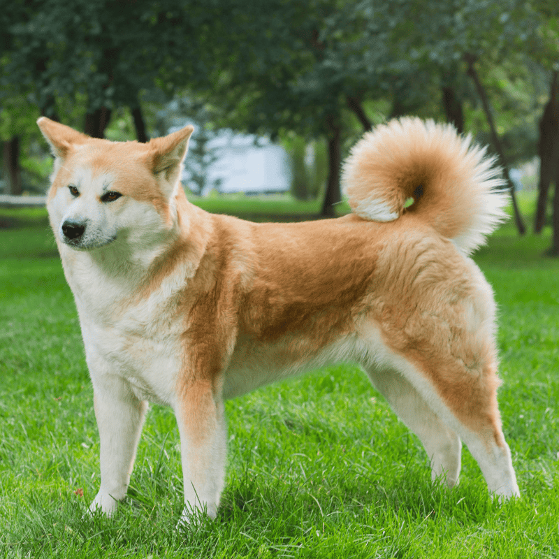 Akita characteristics