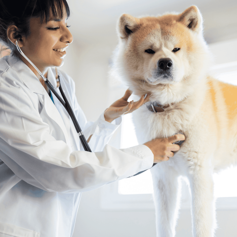 Akita health