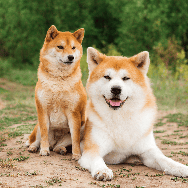 Akita Male Vs. Female