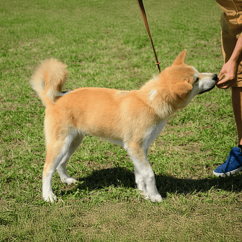 Akita Training