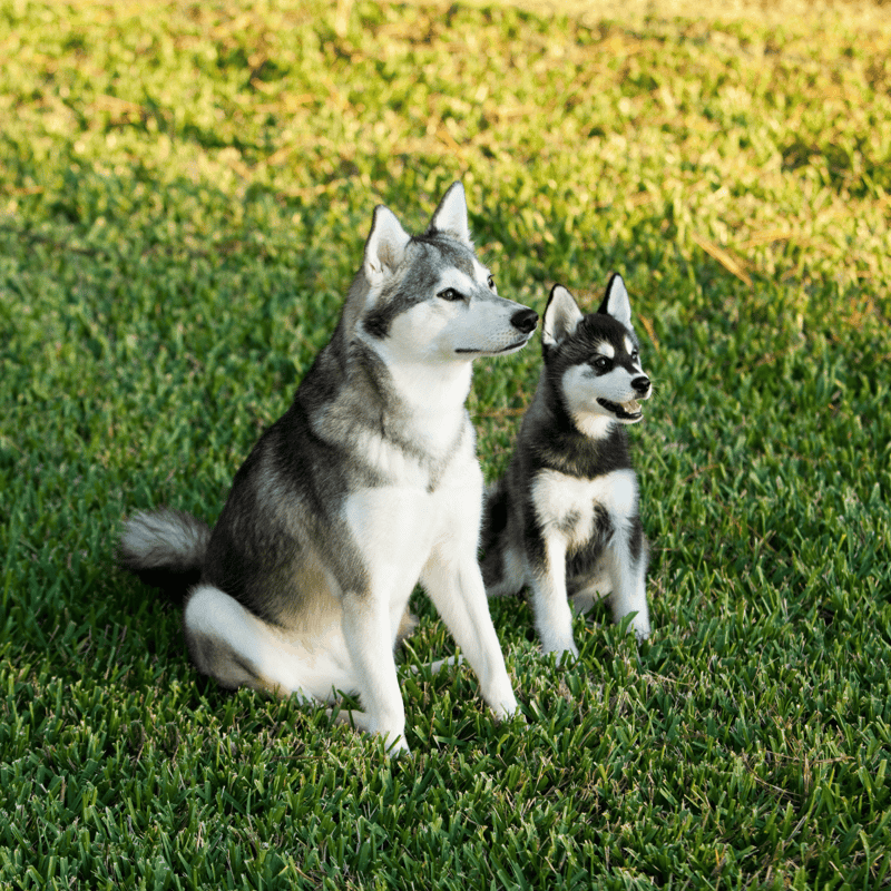 Alaskan Klee Kai overview