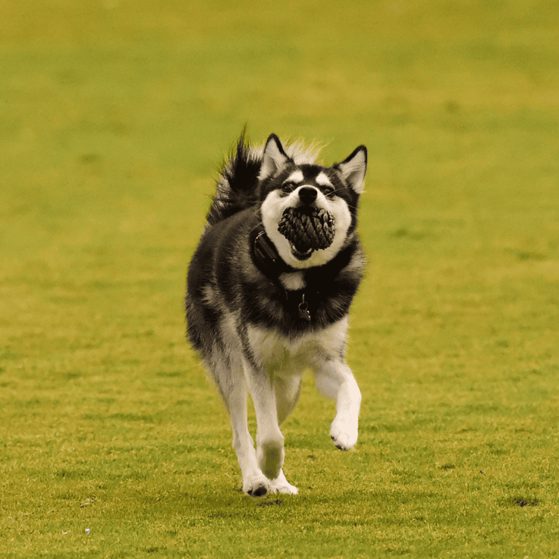 Alaskan Klee Kai characteristics