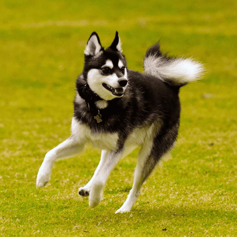 Alaskan Klee Kai photo 1