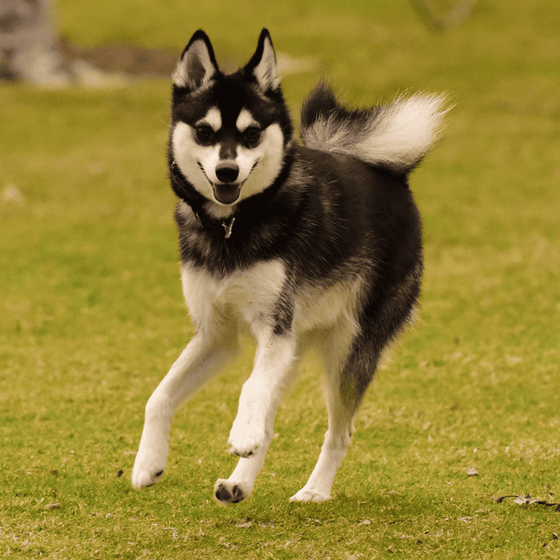 Alaskan Klee Kai photo 2