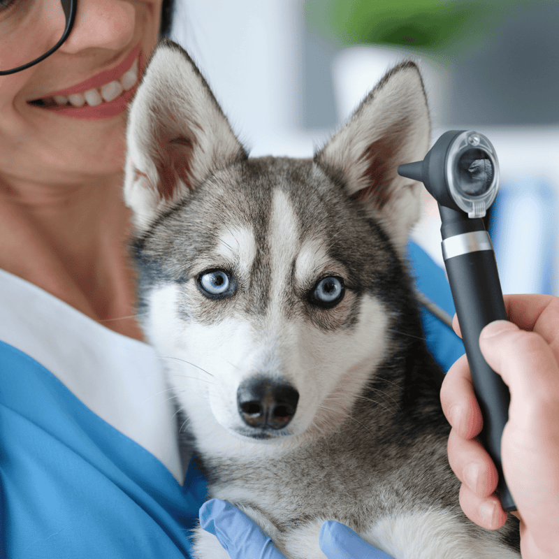 Alaskan Klee Kai health
