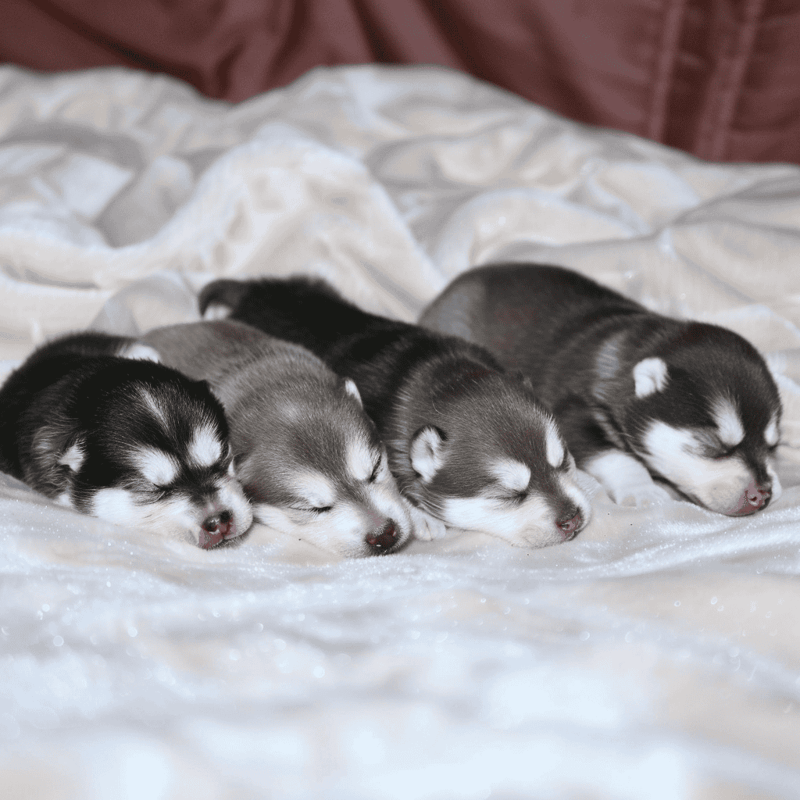 Adorable husky puppies sleeping peacefully on soft white blanket. Perfect for dog care and pet health concepts.