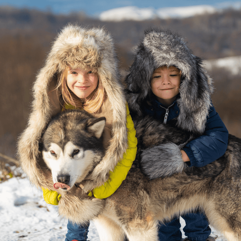 Alaskan Malamute Are These Dogs Good For Families