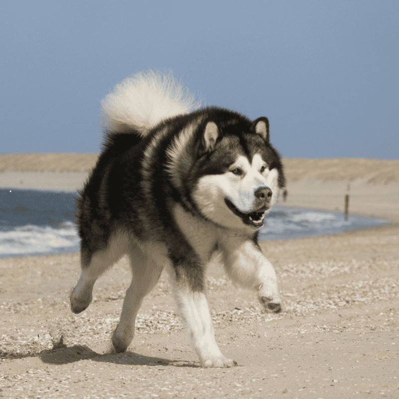 Alaskan Malamute Exercise
