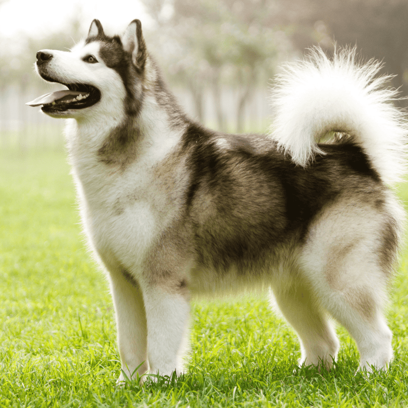 Alaskan Malamute photo 1