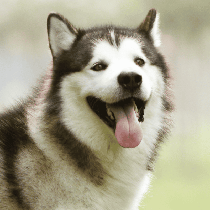 Alaskan Malamute photo 3