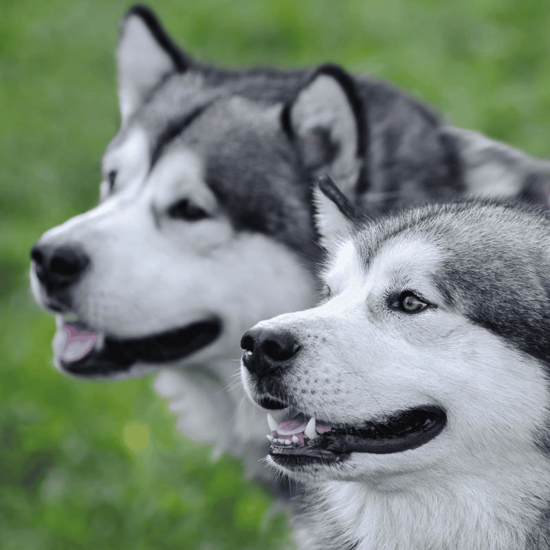 Alaskan Malamute Male Vs. Female