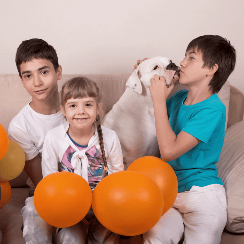 American Bulldog Are These Dogs Good For Families